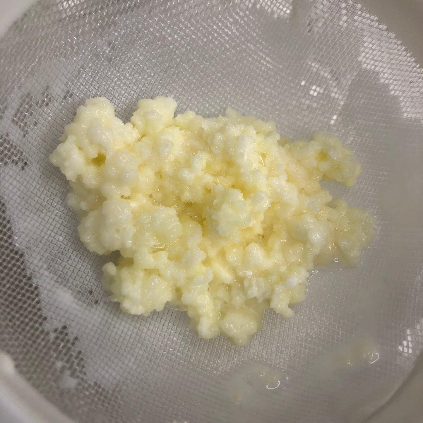 Kefir Starter Kit